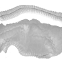 Hair Cap Crimp White 21" (100/Pack)